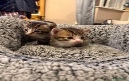 Mixed Breed cats for sale: Tiny kittens for sale - Image 3