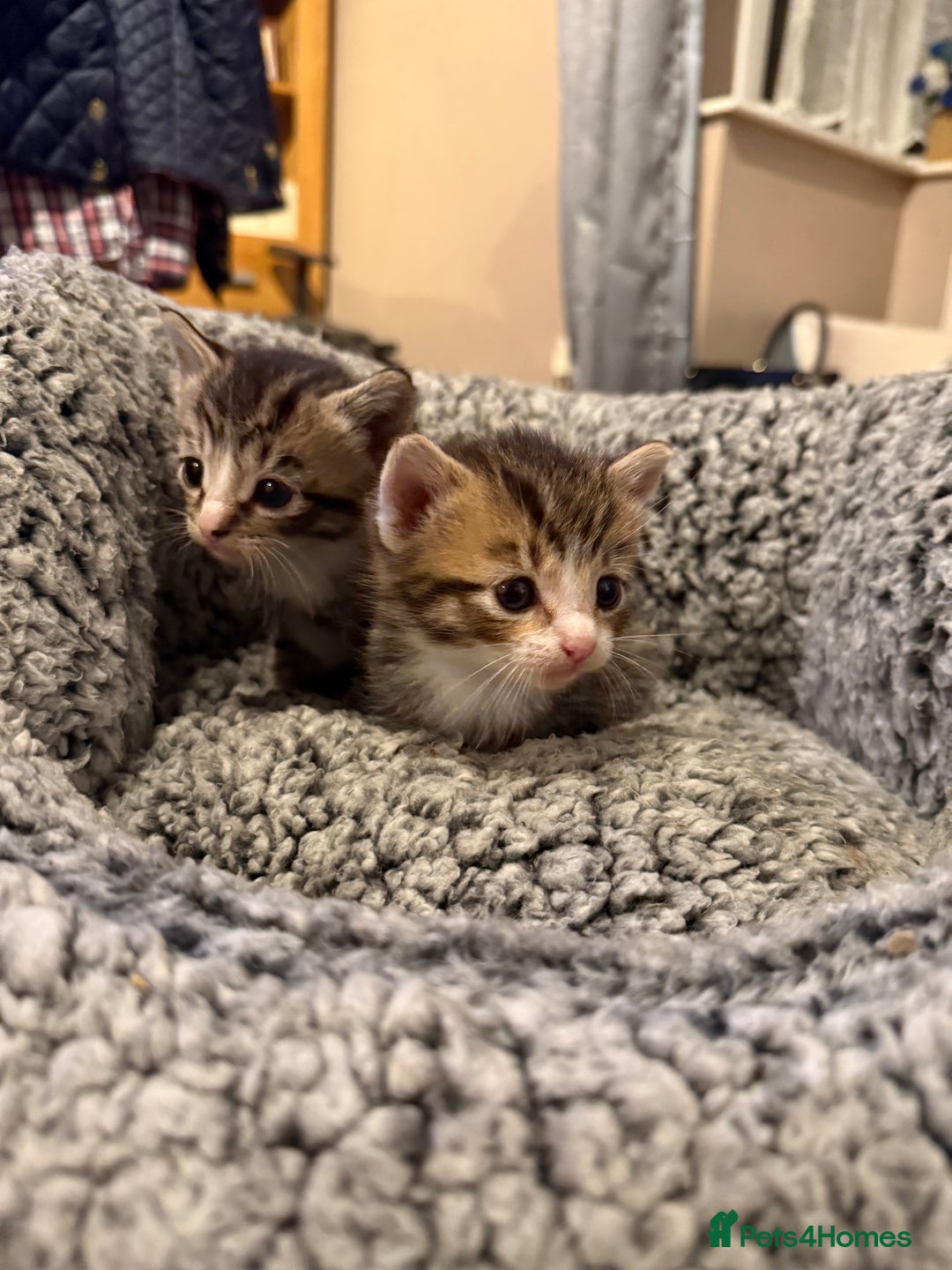 Mixed Breed cats for sale: Tiny kittens for sale - Image 3