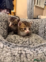 Mixed Breed cats - Advert 10