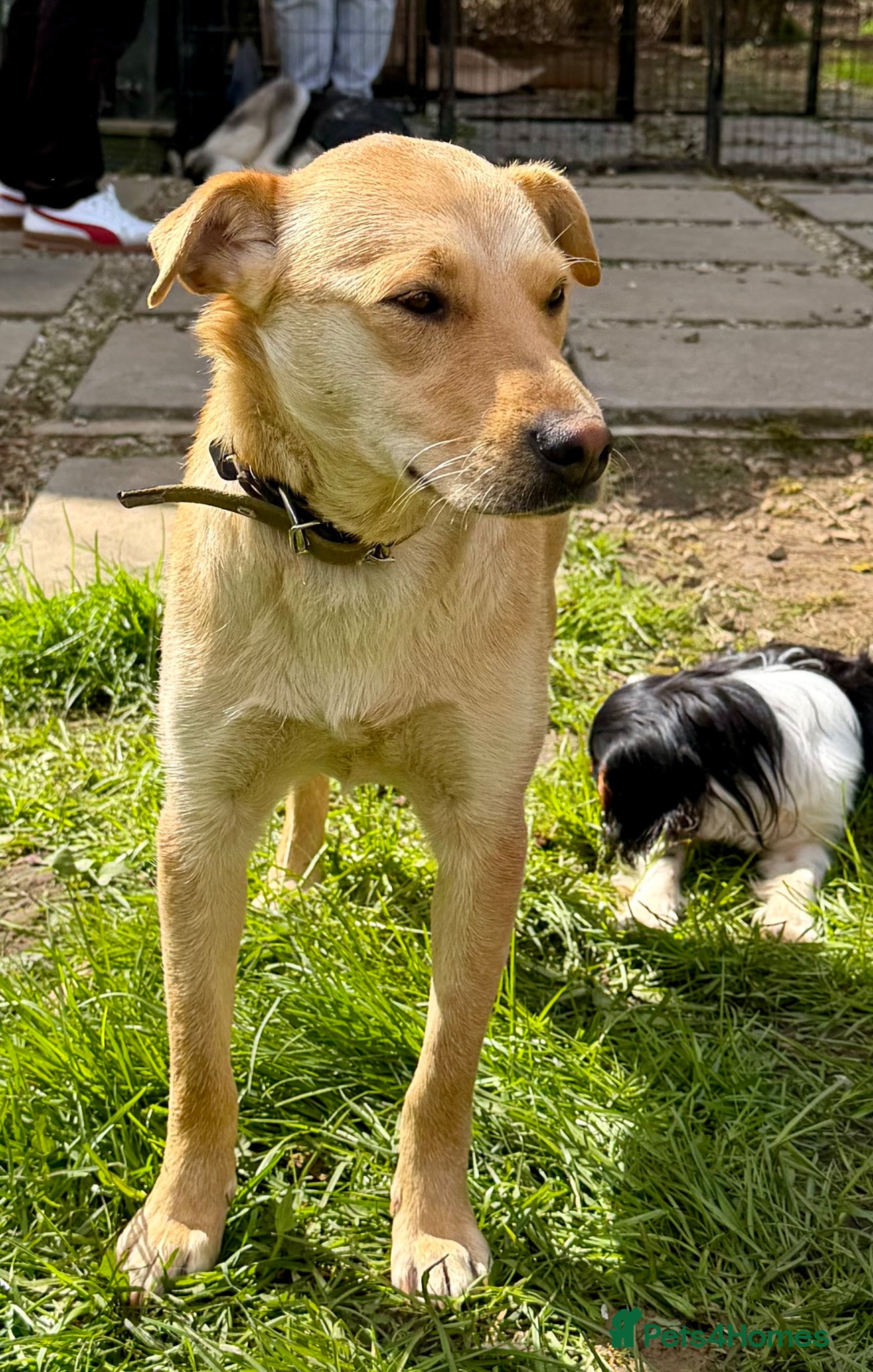 Golden Retriever dogs 🐾 ZOE – Labrador Retriever (Female) - Advert 2