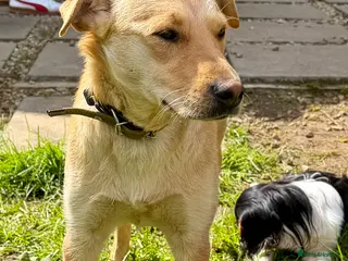 Golden Retriever dogs 🐾 ZOE – Labrador Retriever (Female) - Advert 2