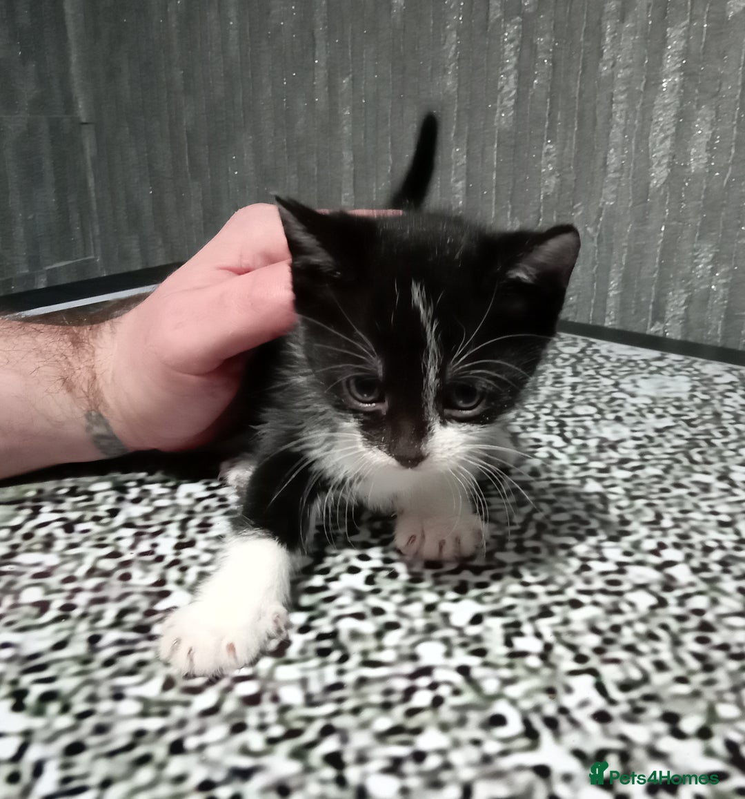 Mixed Breed cats for sale: 3 very loving girls looking for forever homes - Advert 2