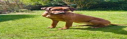 Rhodesian Ridgeback dogs for sale: Looking for new home for Nala - Advert 2