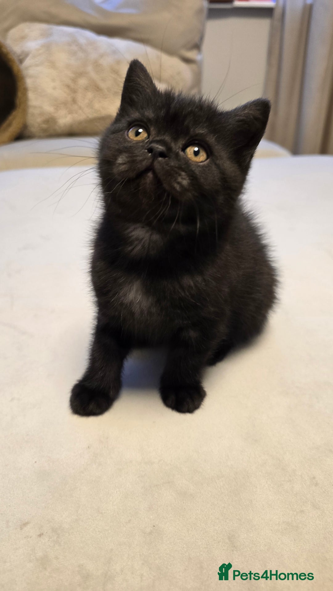 British Shorthair cats for sale: 💫RARE💫 BLACK SMOKE FEMALE & BLUE LONGHAIR MALE  - Advert 27