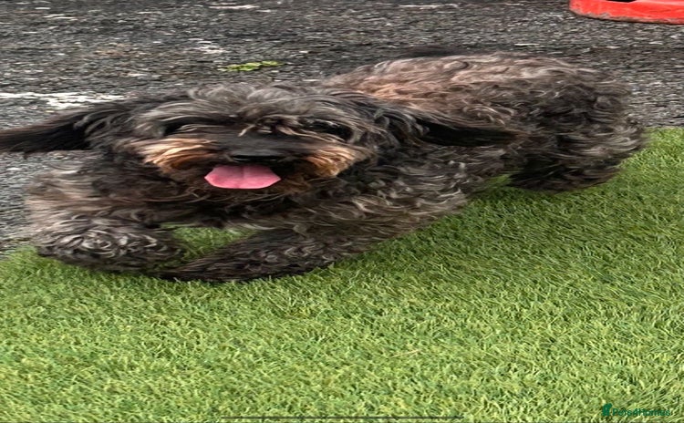 Cockapoo dogs - Advert 1