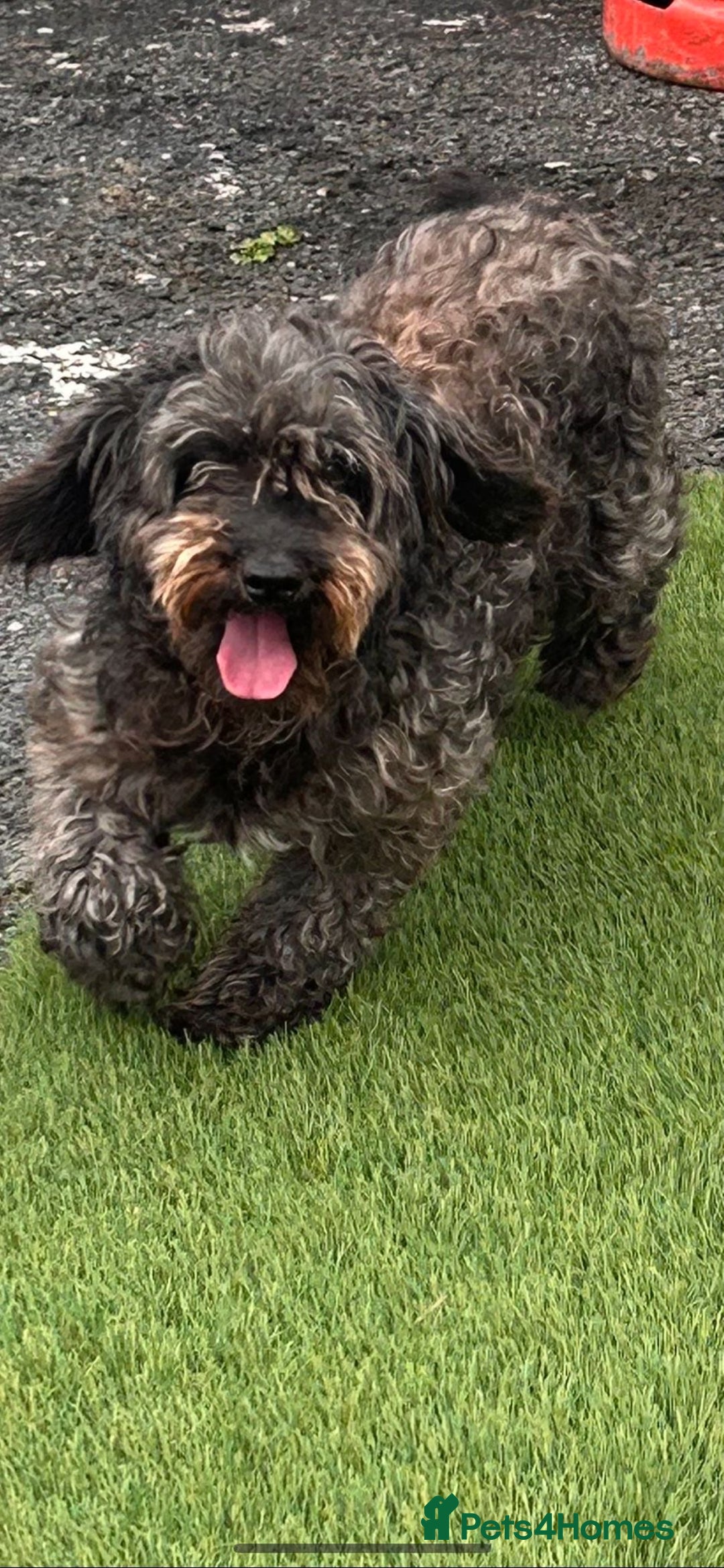 Cockapoo dogs for sale: Cockpit f2  - Image 1