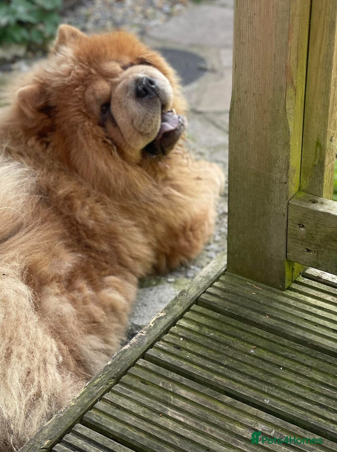 Chow Chow dogs for sale: Wyvernwest have puppies due August  - Image 2