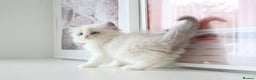 Ragdoll cats for sale: INDOOR FULL PEDIGREE RAGDOLL KITTENS - Advert 17