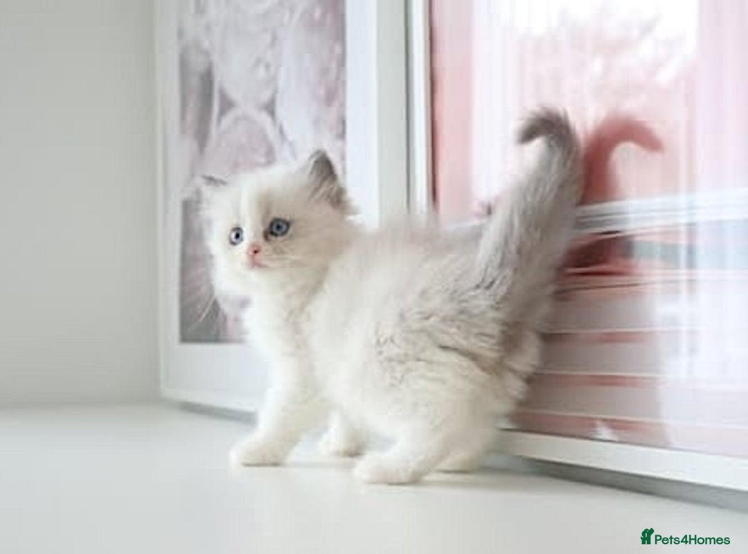 Ragdoll cats for sale: INDOOR FULL PEDIGREE RAGDOLL KITTENS - Advert 17