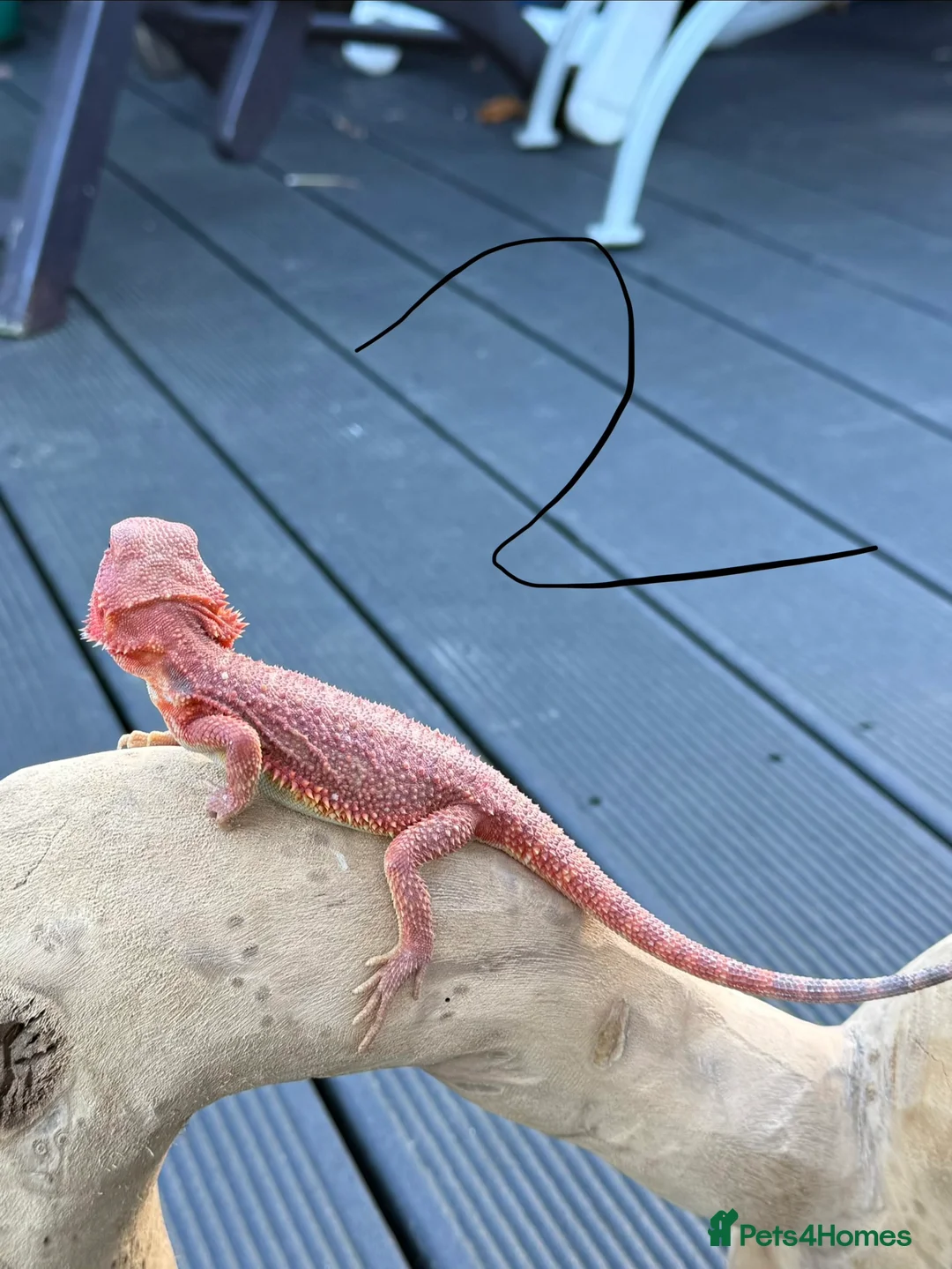 Bearded Dragon reptiles for sale: Bearded Dragons Red Monsters juvenile  - Advert 8