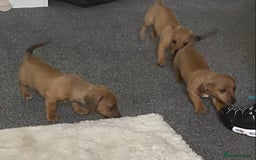 Mixed Breed dogs for sale: jack russell x daschound puppies  - Image 4