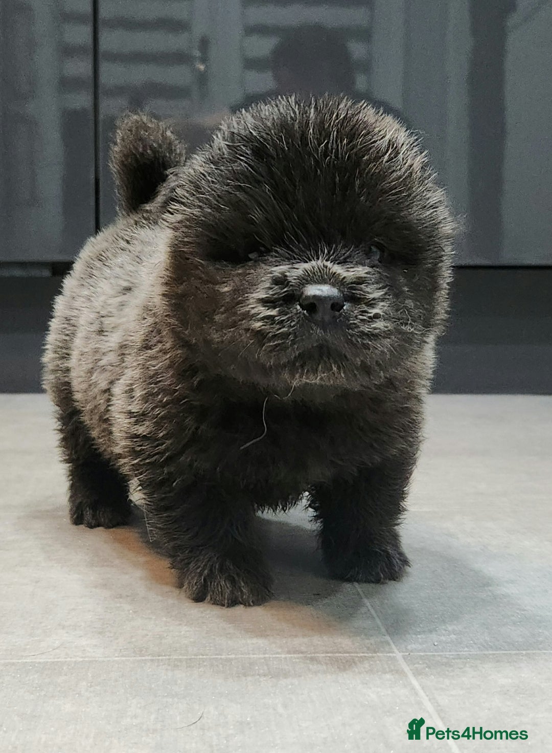 Chow Chow dogs for sale: Chow chow pedigree pups - Advert 16