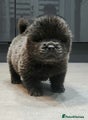 Chow Chow Puppy 5
