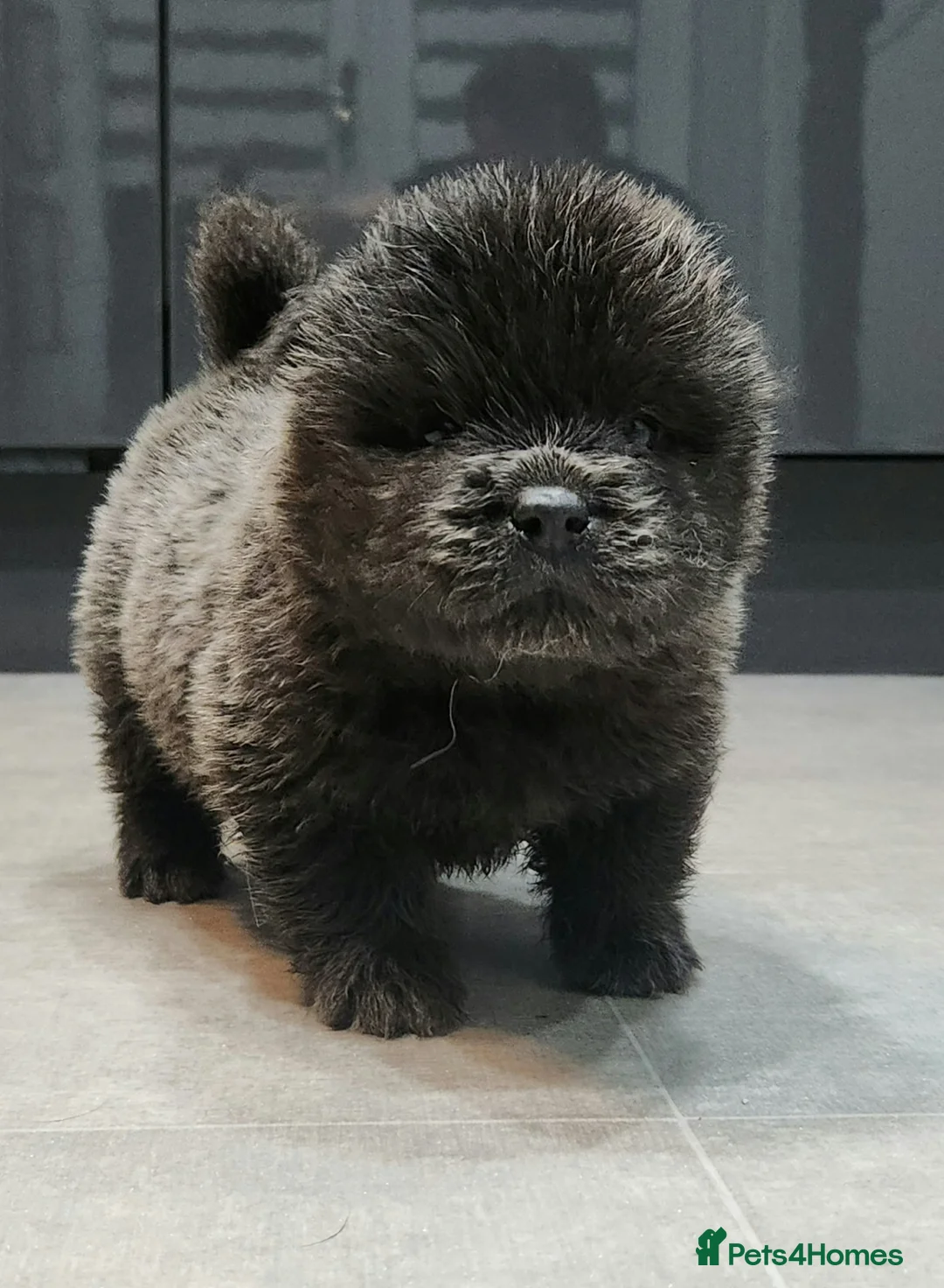Chow Chow dogs for sale: Chow chow pedigree pups REDUCED!! - Advert 23