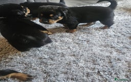 Rottweiler dogs for sale: Beautiful rottweiler puppies - Image 3