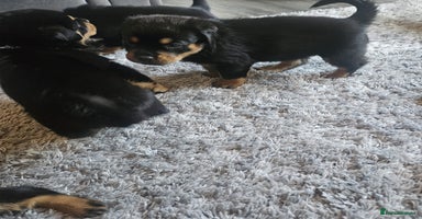 Rottweiler dogs - Advert 6