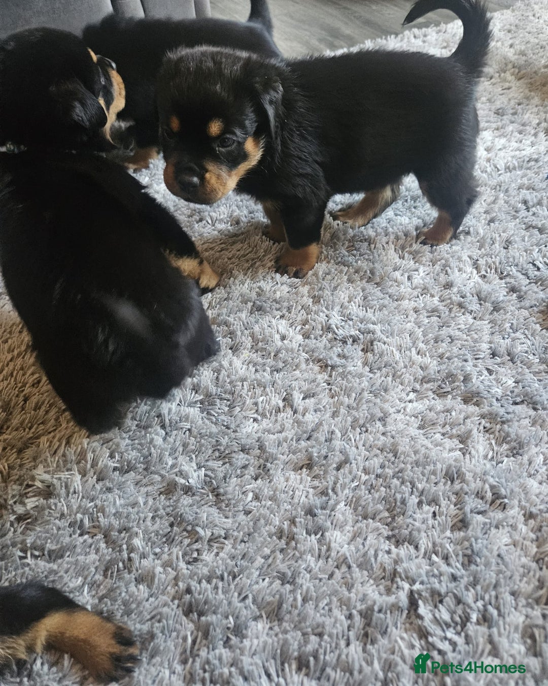 Rottweiler dogs for sale: Beautiful rottweiler puppies - Image 3