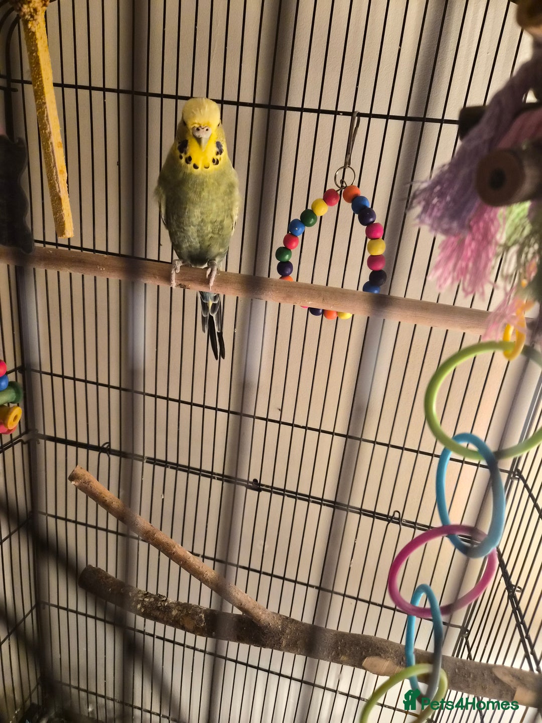 Budgerigars birds for sale: Budgie - Advert 2