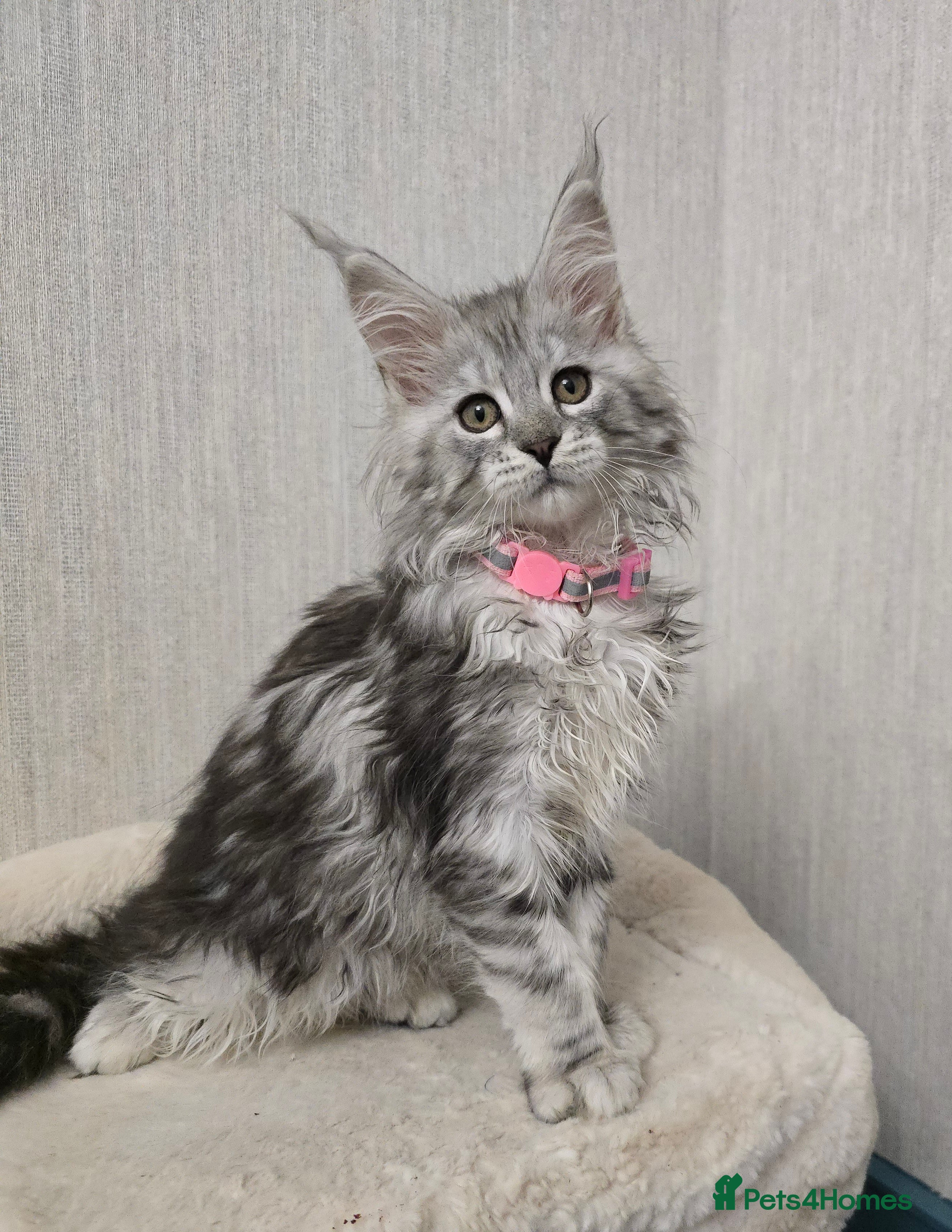 Maine Coon cats READY NOW Stunning Silver Tica Maine Coon Kittens - Advert 16