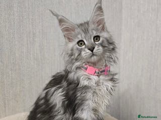 Maine Coon cats READY NOW Stunning Silver Tica Maine Coon Kittens - Advert 16