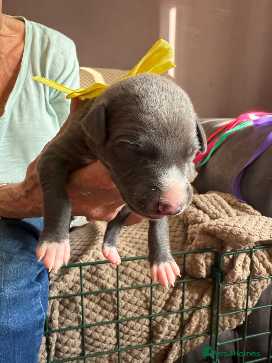 Whippet dogs for sale: Blue whippet pups for sale  - Advert 16