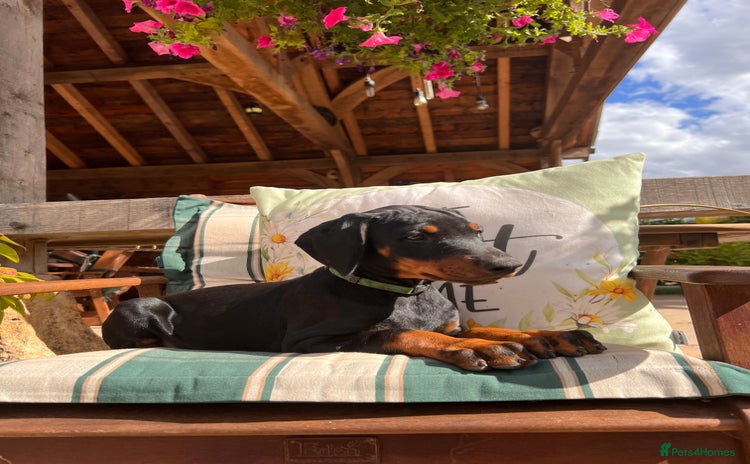 Dobermann dogs - Advert 1