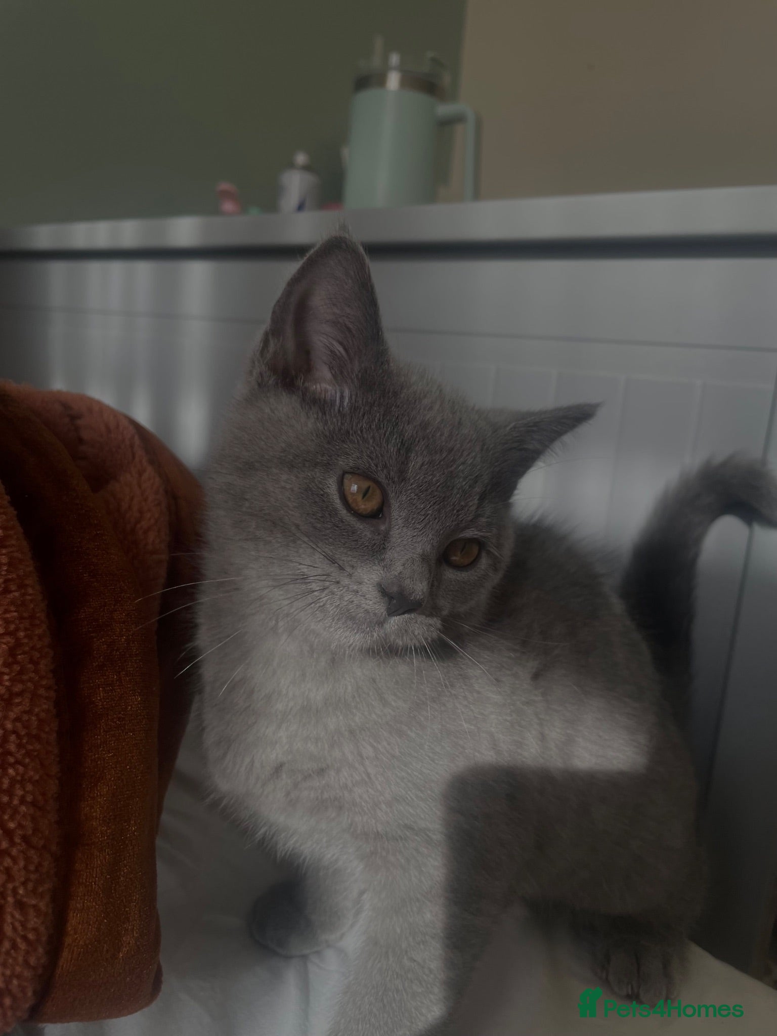 British Shorthair cats milo-6 month old BSH - Advert 4