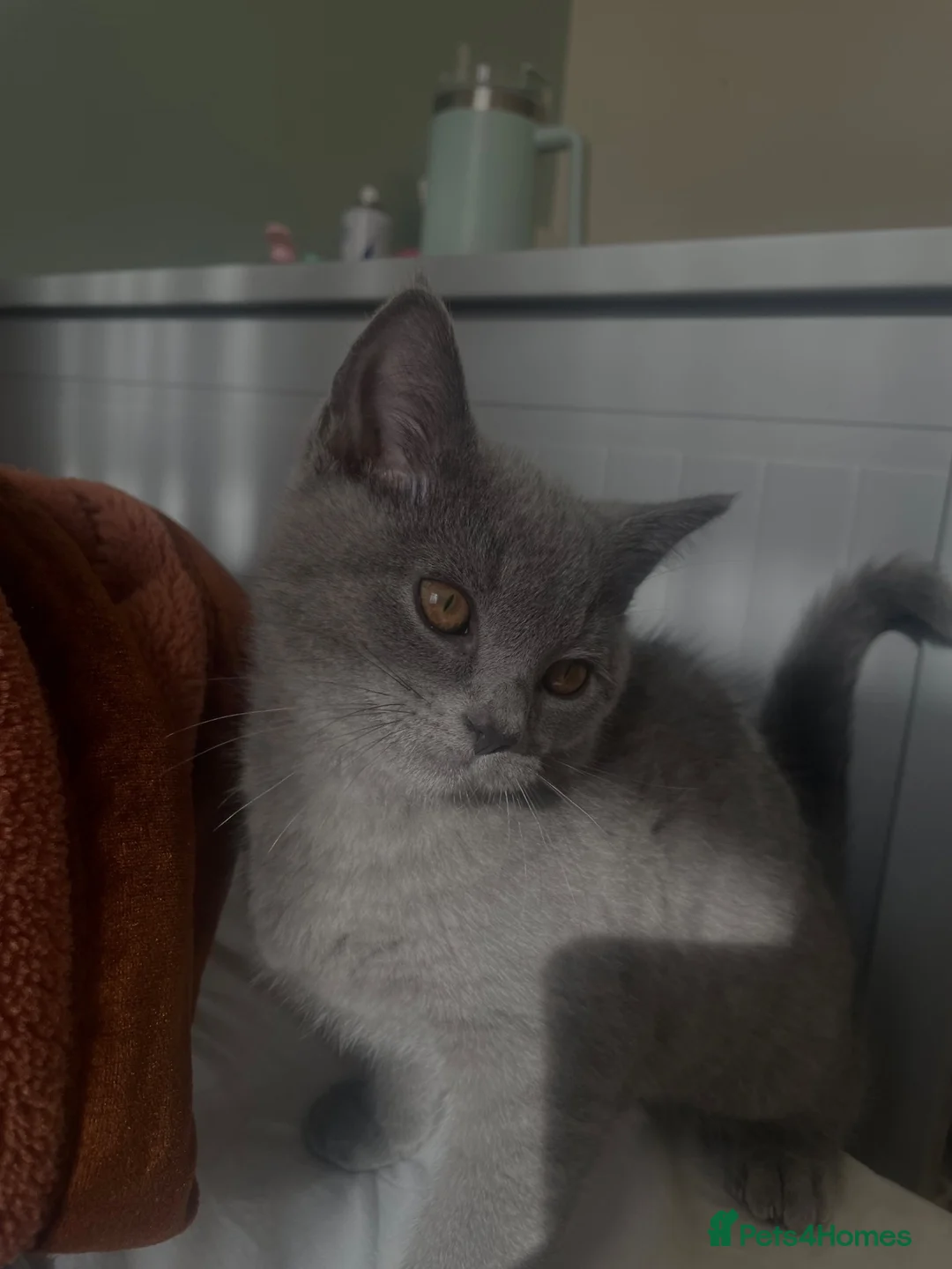 British Shorthair cats for sale: milo-6 month old BSH - Advert 1