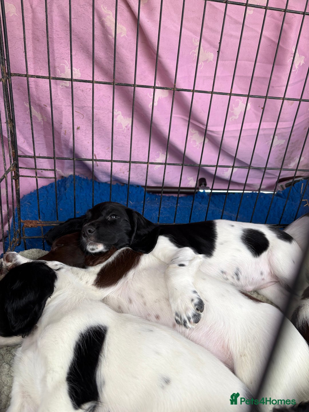 English Springer Spaniel dogs for sale: KC Registered English springer spaniel puppies. - Image 27