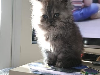 Persian cats Grey Persian Male - Advert 1