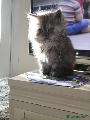 Persian cats Grey Persian Male - Advert 1