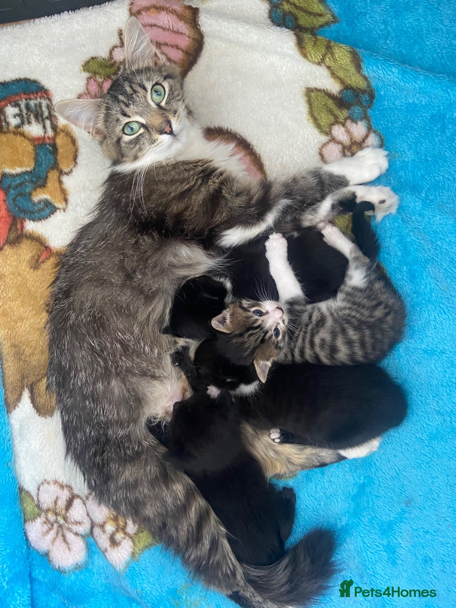 American Shorthair cats 2 sweet kittens girls and a gorgeous mama  - Advert 11