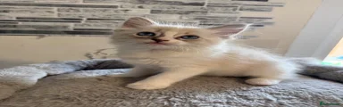 Ragdoll 4