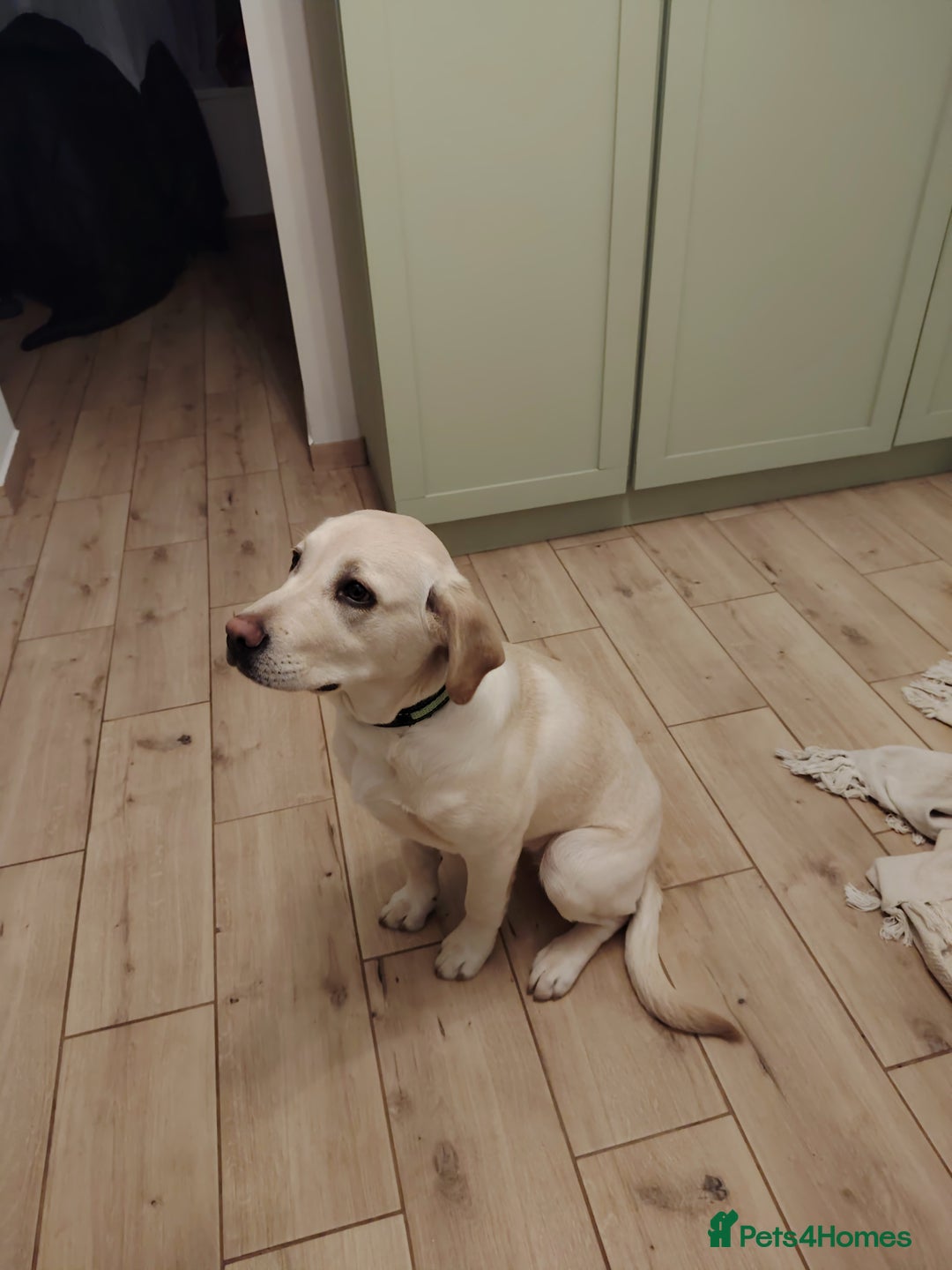 Labrador Retriever dogs for sale: Labrador retriver - Advert 17