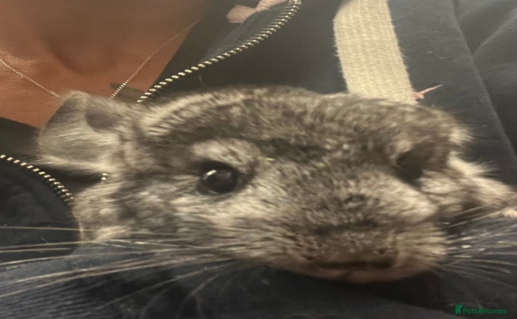 Chinchilla rodents - Advert 1