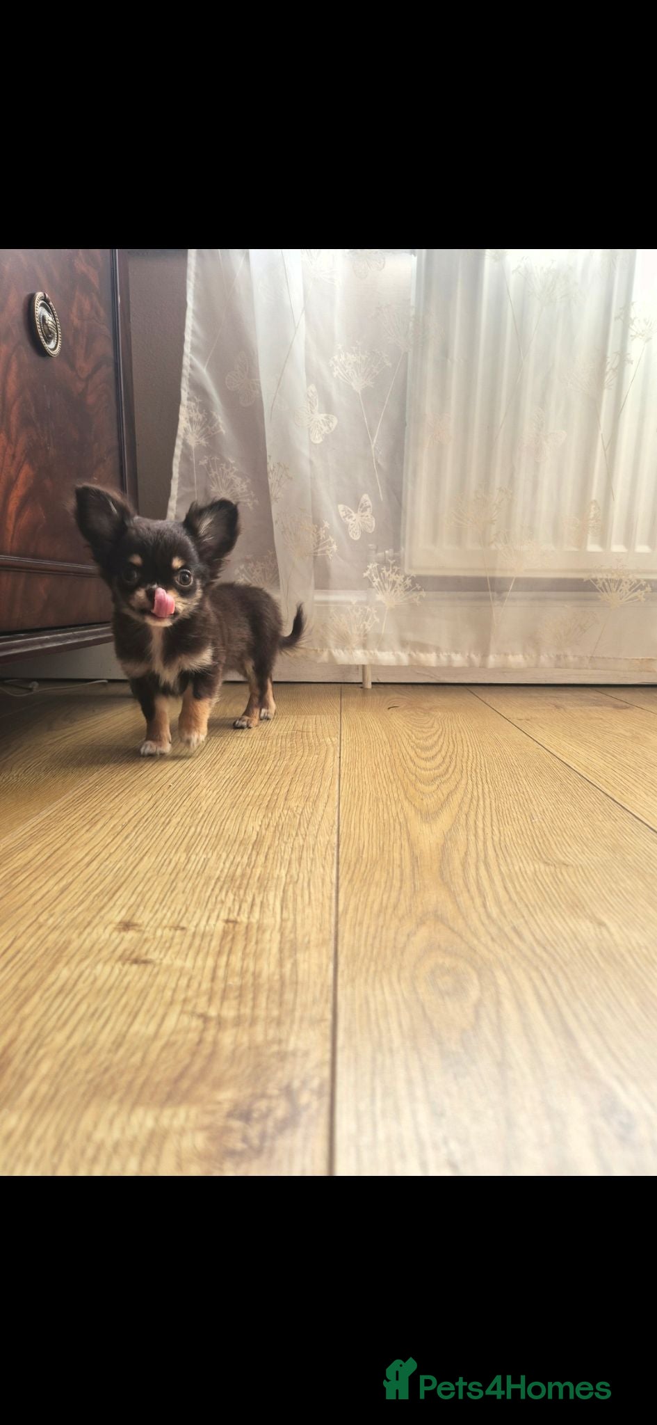 Chihuahua dogs Fully Health Tested Parents - Advert 1
