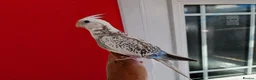 Cockatiels birds for sale: Super silly hand tamed baby cockatiels  - Advert 2