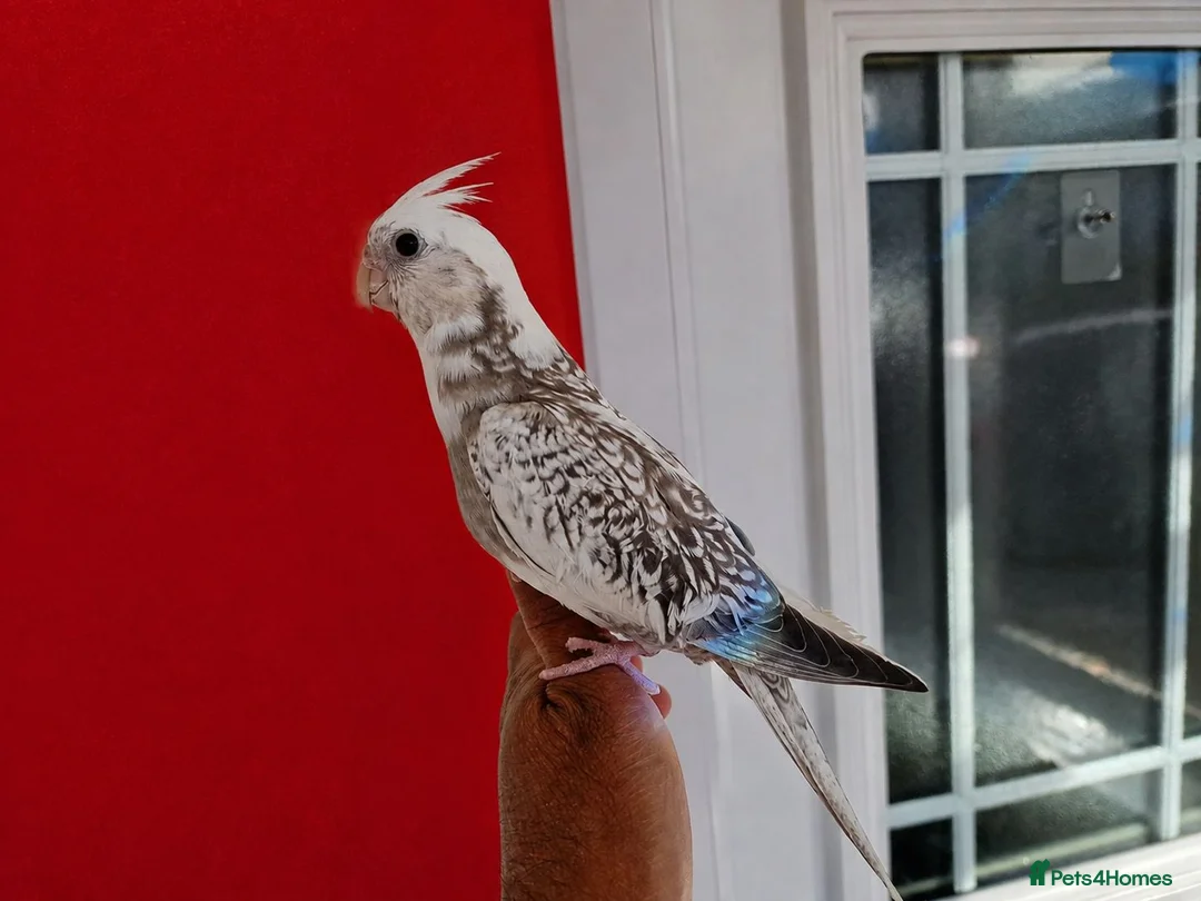 Cockatiels birds for sale: Super silly hand tamed baby cockatiels  - Advert 2