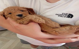 Cockapoo dogs for sale: Beautiful family of cockerpoos - Image 2