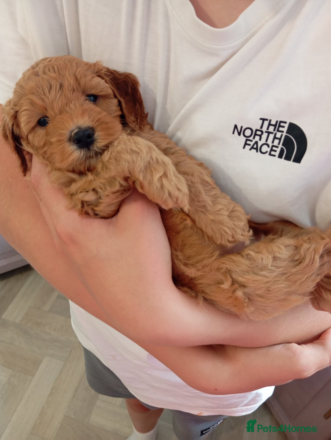 Cockapoo dogs for sale: Beautiful family of cockerpoos - Image 2