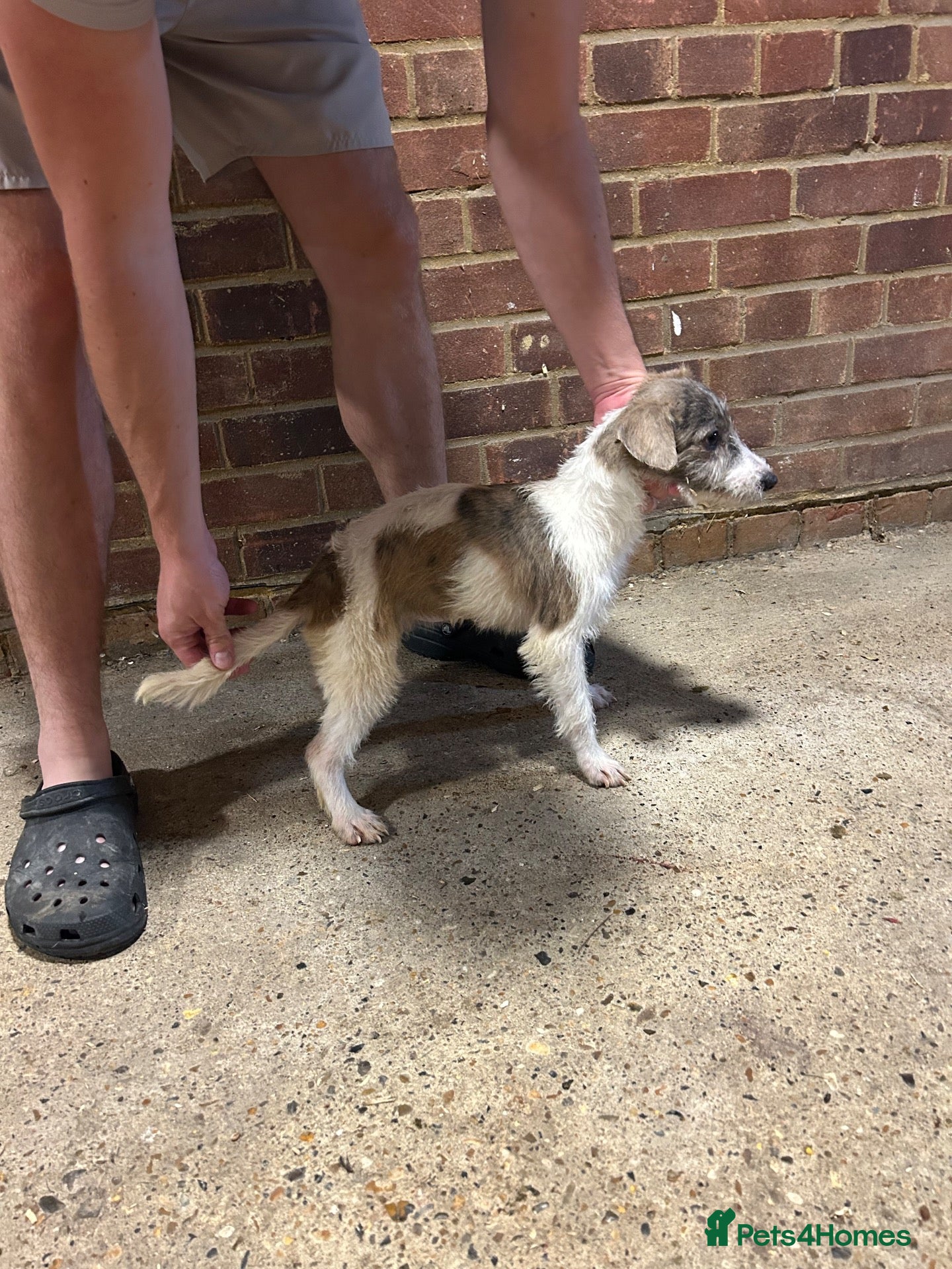 Mixed Breed dogs Bedlington whippet girl  - Advert 1