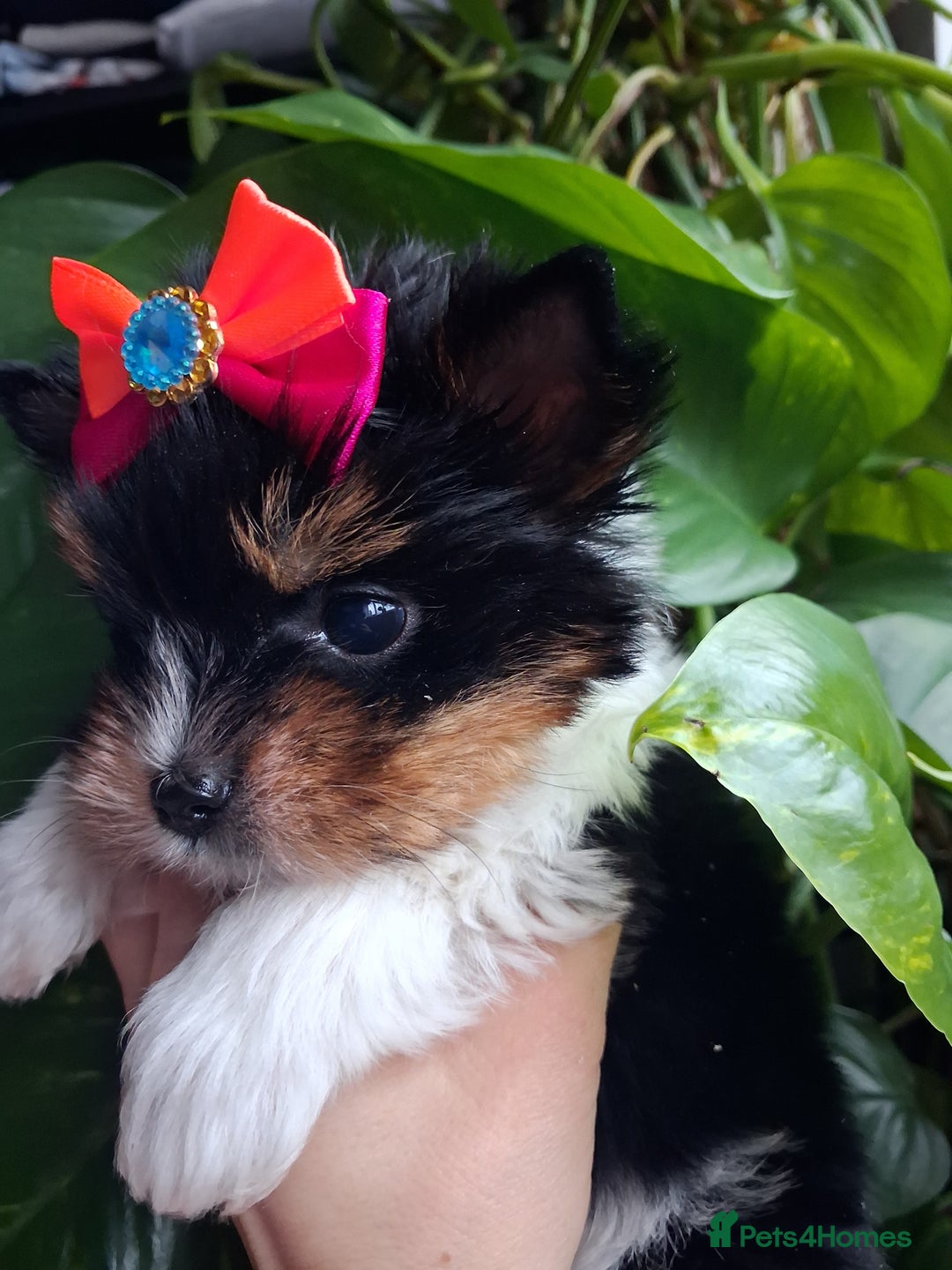 Biewer Terrier dogs for sale: Beautiful 2 mini girls - Advert 30