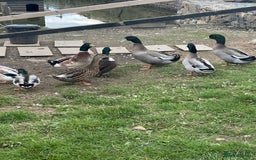 Ducks poultry for sale: Mixed ducks for sale  - Image 4