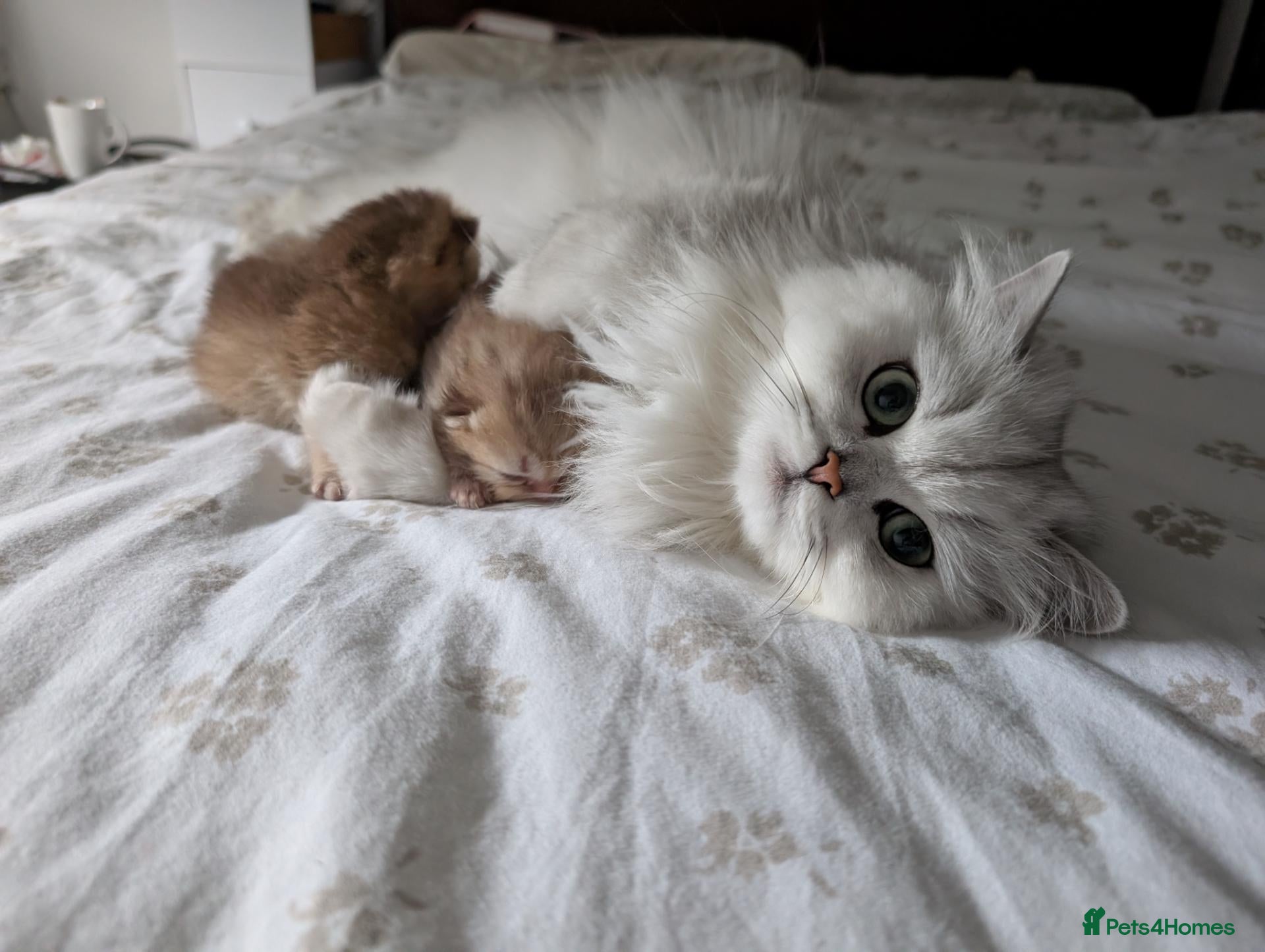 British Shorthair cats Two adorable little kittens ready to leave :)  - Advert 6