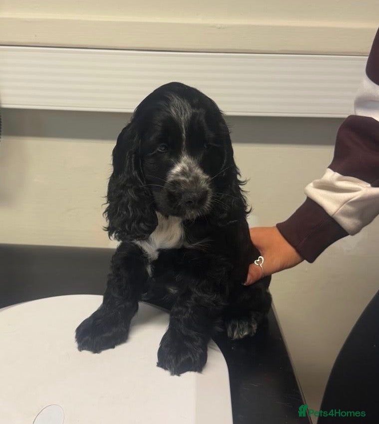 Cocker Spaniel dogs Gorgeous Show Cocker Spaniels  - Advert 2