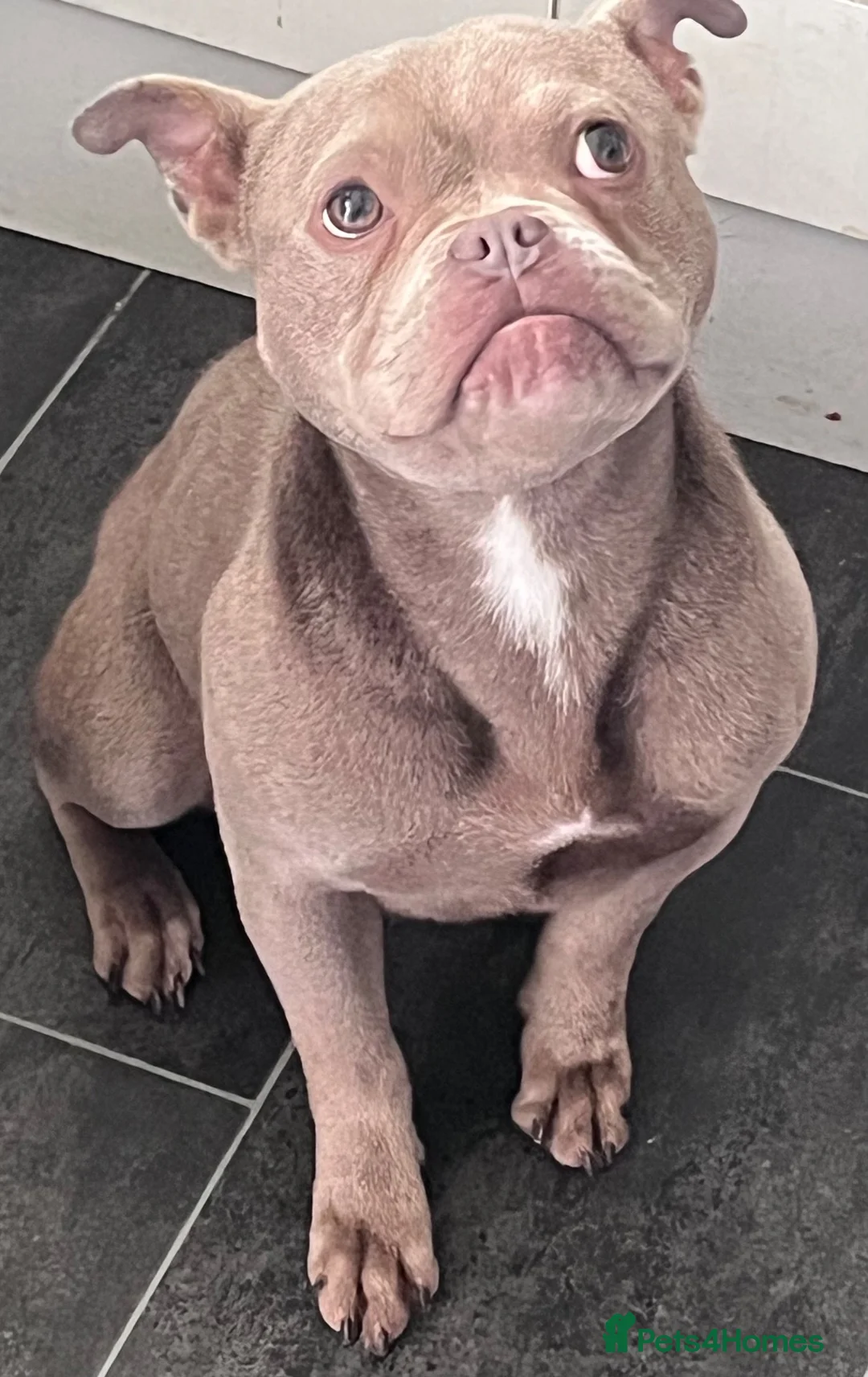 American Bully dogs for sale: American Bully Pocket - Advert 5