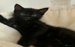 Mixed Breed cats for sale: 4 kittens for sale - Image 4