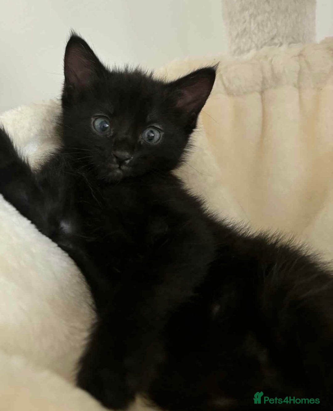 Mixed Breed cats for sale: 4 kittens for sale - Image 4
