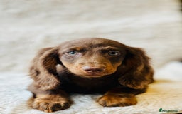 Miniature Dachshund dogs for sale: Chocolate & Tan Miniature Longhaired Dachshund - Image 3