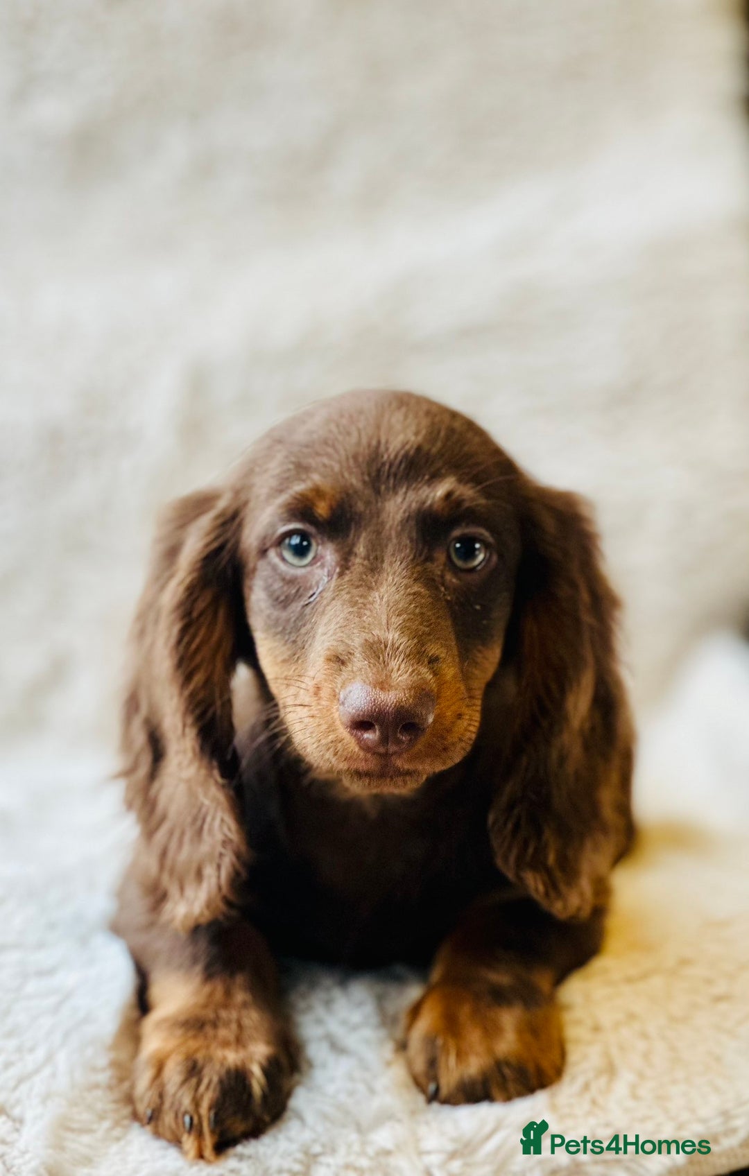 Miniature Dachshund dogs for sale: Chocolate & Tan Miniature Longhaired Dachshund - Image 3